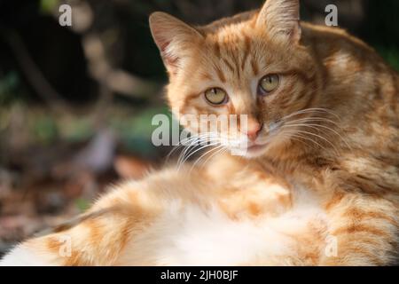 Nahaufnahme einer naiven, braun gestromten Katze unter Sonnenlicht im Freien, mit Blick auf die Kamera Stockfoto