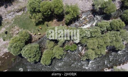 Ankara, Türkei. 13.. Juli 2022. (ANMERKUNG DER REDAKTION: Bild aufgenommen mit Drohne)Herde von Kühen im Dorf Çaml?dere gesehen. Viehweiden im Dorf Çaml in Ankara. (Foto von Tunahan Turhan/SOPA Images/Sipa USA) Quelle: SIPA USA/Alamy Live News Stockfoto