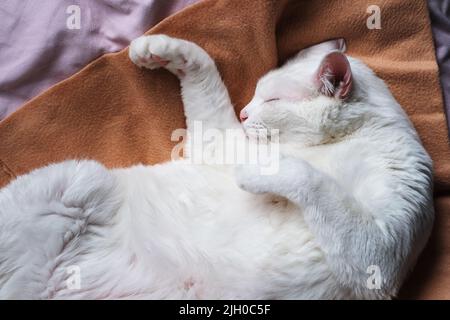 Blick von oben auf eine lustige weiße Katze schlafen auf der Decke Stockfoto
