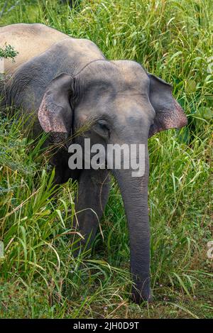 Junge Elefantenweibin einem Grasdickicht an einem sonnigen Tag. Sri Lanka Stockfoto