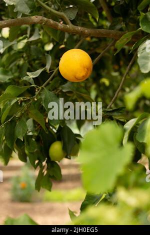 Tomar, Portugal. 12.. Juli 2022. Eine reife Zitrone hängt an einem Zitronenbaum. Quelle: Viola Lopes/dpa/Alamy Live News Stockfoto