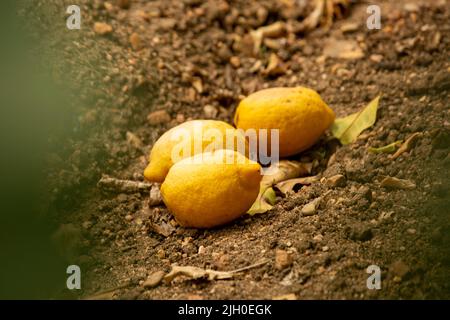 Tomar, Portugal. 12.. Juli 2022. Vom Baum gefallene Zitronen liegen auf dem Boden. Quelle: Viola Lopes/dpa/Alamy Live News Stockfoto