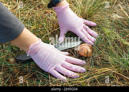 Die Suche nach Pilzen im Wald. Pilzsammler. Frau in Gummihandschuhen schneidet mit einem Messer einen Pilz im Wald. Stockfoto