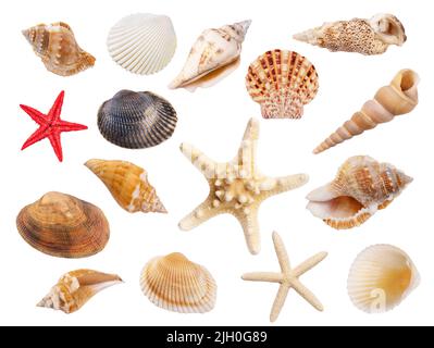 Verschiedene Muscheln und Seesterne isoliert auf weißem Hintergrund. Sammlung von Muscheln für Sie Design. Stockfoto