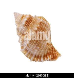 Seashell isoliert auf weißem Hintergrund. Seashell for You Design. Stockfoto