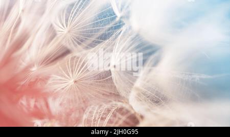 Flauschige Nahaufnahme des Dandelions auf rosa und blauem Hintergrund. Makrofotografie von Androbelionssamen. Stockfoto