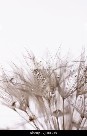 Dandelionssamen mit Wassertropfen aus der Nähe. Makrofoto von flauschigen Samen des Dandelions. Stockfoto