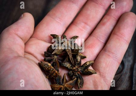 Anisstern aus der Pflanze Pimpinella anisum. Hochwertige Fotos Stockfoto