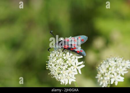 Nahaufnahme Sechsfleck-burnett (Zygaena filipendulae), eine Tagesflieger-Motte der Familie Zygaenidae auf Blüten wilder Engelwurz (Angelica sylvestris), Stockfoto