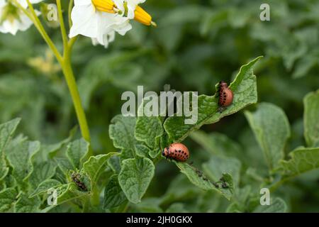 Zwei Kartoffelkäfer-Larven in Colorado auf einer Kartoffelpflanze Stockfoto