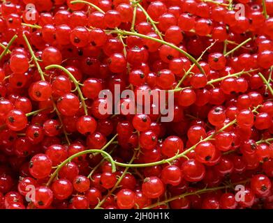 Petersdorf, Deutschland. 11.. Juli 2022. Frisch geerntete rote Jonai-Beeren. Rote Johannisbeeren enthalten mehr Vitamin C als Zitronen. Sie enthalten wichtige Mineralien, Ballaststoffe, Flavonoide und Phenolsäuren. Quelle: Patrick Pleul/dpa/Alamy Live News Stockfoto