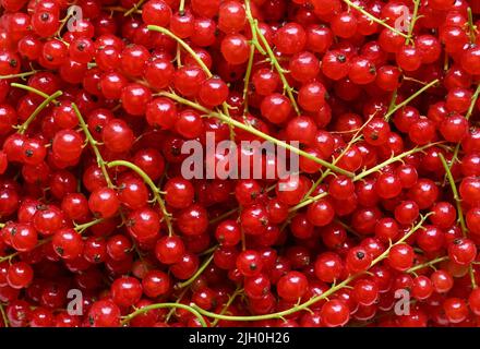 Petersdorf, Deutschland. 11.. Juli 2022. Frisch geerntete rote Jonai-Beeren. Rote Johannisbeeren enthalten mehr Vitamin C als Zitronen. Sie enthalten wichtige Mineralien, Ballaststoffe, Flavonoide und Phenolsäuren. Quelle: Patrick Pleul/dpa/Alamy Live News Stockfoto