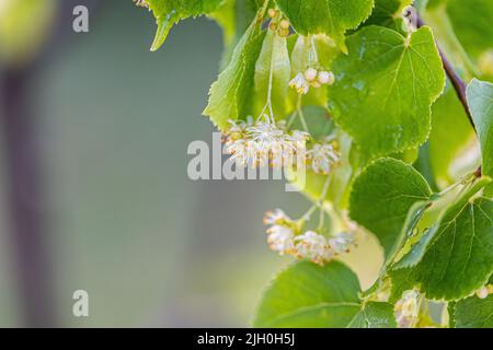 Lindengelbe Blüte des Tilia-Cordata-Baumes (kleinblättrige Linde, kleine Blattlindenblüten oder kleinblättrige Lindenblüte), Banner aus nächster Nähe. Botanik blo Stockfoto