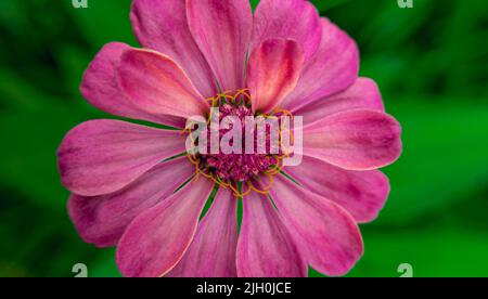 Nahaufnahme von schönen Zinnia-Blumen im Garten Stockfoto