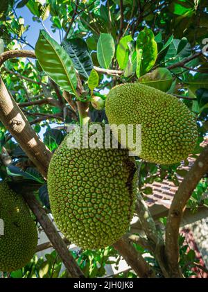 Zwei junge Jackfrucht auf dem Baum Stockfoto
