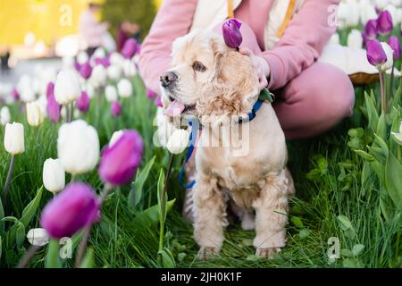 Ein amerikanischer Cocker Spaniel sitzt zwischen Tulpen in einem Blumenbeet. Eine Frau umarmt einen Hund. Stockfoto