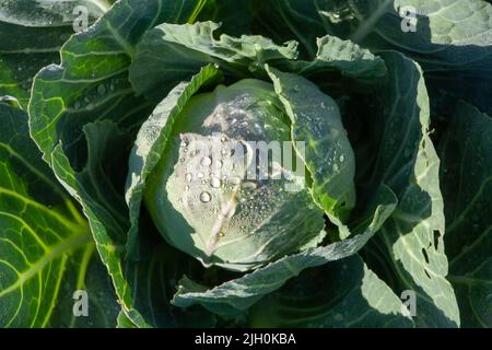 Ein frischer Kohlkopf ist mit Tropfen Morgentau bedeckt Stockfoto