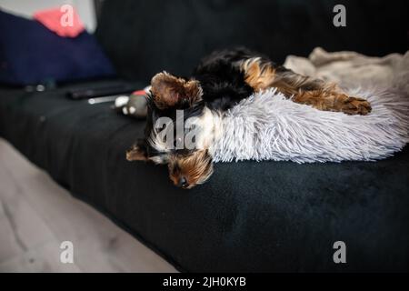 Yorkshire Terrier Welpe liegt auf einem Sofa Nahaufnahme Mini yorkshire Terrier schwarz tan Welpen lag auf einer dunklen Couch Stockfoto