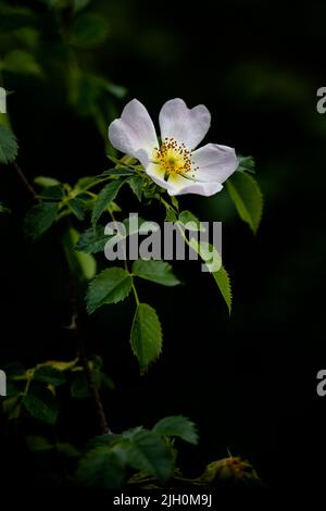 Wilde Rose der Familie der Rosaceae, die in einem nördlichen norfolk-Garten, großbritannien, wächst Stockfoto