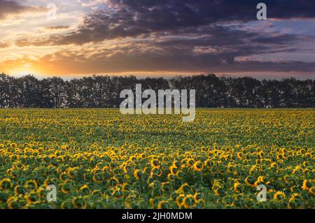 Sonnenblumenfeld und Sonnenaufgang mit Wolken. Sonnenhüte blicken auf die Morgensonne, die hinter dem Wald auftaucht Stockfoto