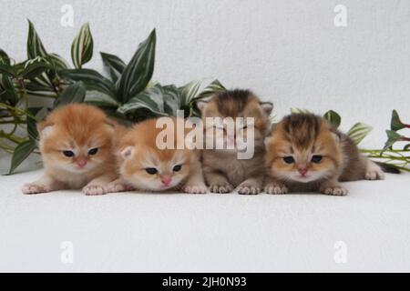 Britische Langhaar-Kätzchen auf weißem Hintergrund mit grünen Blättern. Golden Chinchilla Highlander. Niedliche flauschige Kätzchen. Haustiere im gemütlichen Zuhause. Draufsicht Web Stockfoto