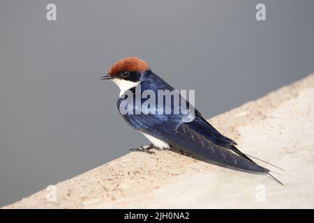 Rotkappenschwalbe / Schwalbe / Hirundo smithii Stockfoto