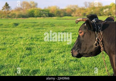 Kopf einer Kuh auf dem Rasen. Sommer im Dorf. Weidetiere auf einem offenen Feld oder auf einem Bauernhof. Pastorale Sicht oder Motiv. Ein Stier oder eine junge Molkerei Stockfoto