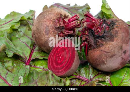 Frische Rüben. Rüben, Blätter und frische Rote Bete. Stockfoto