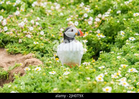Atlantischer Papageitaucher (Fraterkula arctica) auf Skomer Island, Wales Stockfoto