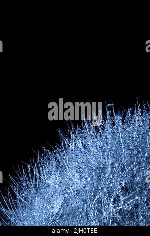 Ein Teil des Dandelions in blauem Licht mit Wassertropfen auf dem dunklen Hintergrund. Stockfoto