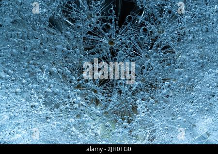 Nahaufnahme von Dandelion im Gradientenlicht mit Wassertropfen. Stockfoto