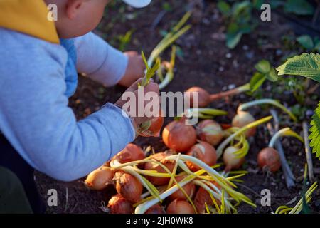 Großmutter und Enkel Pflanzen bei Sonnenuntergang Zwiebeln im Gemüsegarten. Federarbeiten. Hochwertige Fotos Stockfoto