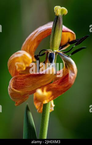 Eine selektive Fokusaufnahme der verblassten Tulpe Stockfoto