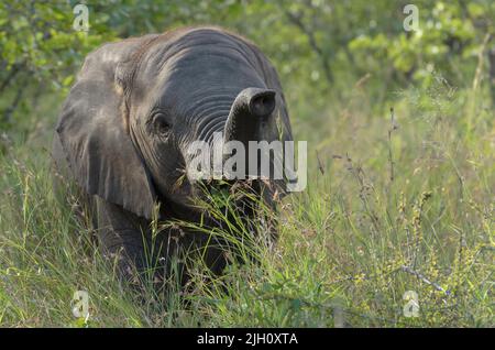 Ein junger afrikanischer Elefant, der die Anwesenheit des Fotografen, Kruger National Park, Südafrika, erfindet. Stockfoto