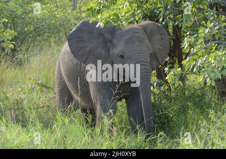 Ein junger afrikanischer Elefant, der alleine füttert, Kruger National Park, Südafrika. Stockfoto