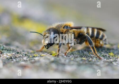 Detaillierte Nahaufnahme eines blauäugigen Weibchen der seltenen Tridentate-Kleinmason-Biene, Hoplitis tridentata Stockfoto