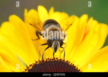 Nahaufnahme einer gewöhnlichen Drohnenfliege, Eristalis tenax, die auf einer gelben Inula-Blume im Garten sitzt Stockfoto