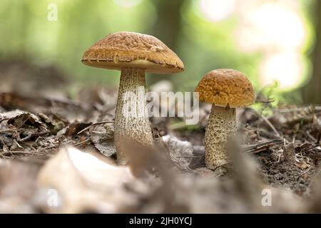 Zwei junge Leccinellum pseudoscabrum Pilze im Sommer Stockfoto