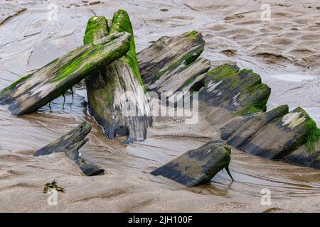 Nahaufnahme Detail von verstreuten, verrotteten Hölzern aus der Sally’, einer Pollaca Brigg aus dem 18.. Jahrhundert, die von Sand mit Trunnel und Holzkörnern vergraben wurde. Stockfoto