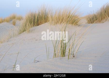 Dünenlandschaft an der Nordseeküste, Juist, Ostfriesische Insel Stockfoto