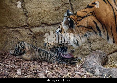 ZSL London Zoo, Großbritannien. 13.. Juli 2022. Der ZSL London Zoo begrüßte am 27. Juni 2022 3 vom Aussterben bedrohte Sumatra-Tigerkeuben. Die 16 Tage alten Drillinge sind im Tiger Territory des Zoos mit ihren Eltern Dad Asim und Mama Gaysha zu sehen. Amanda Rose/Alamy Live News Stockfoto