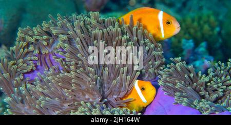 Schwarzfinnige Anemonefische, Amphiprion nigripes, herrliche Meeresanemone, Heteractis magnifica, Korallenriff, Süd-Ari-Atoll, Malediven, Indischer Ozean, Asien Stockfoto
