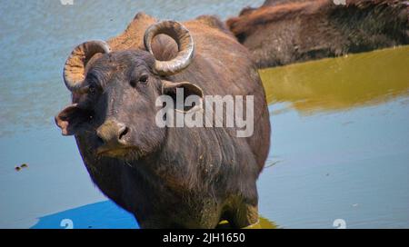Asiatischer Wasserbüffel, Bubalus bubalis, Udawalawe-Nationalpark, Sri Lanka, Asien Stockfoto