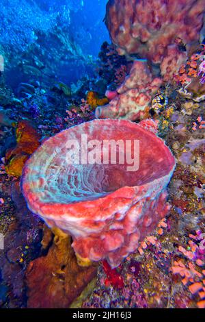 Tube Sponge, Bunaken National Marine Park, Bunaken, Nord-Sulawesi, Indonesien, Asien Stockfoto