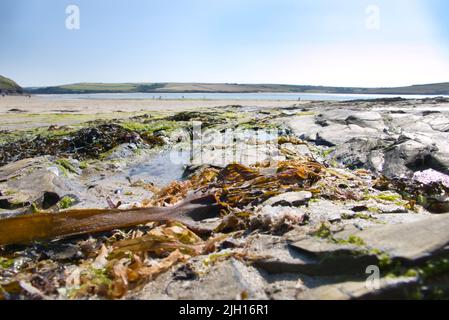 Daymer Bay, ein Strand an der Kamelmündung in North Cornwall, Großbritannien. Im Vordergrund sind Felsen mit Steinbecken und ausgewaschenen Algen. Stockfoto