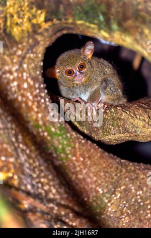 Tarsier, Spectral Tarsier, Tarsius Tarsier, Tangkoko Nature Reserve, North Sulawesi, Indonesien, Asien Stockfoto