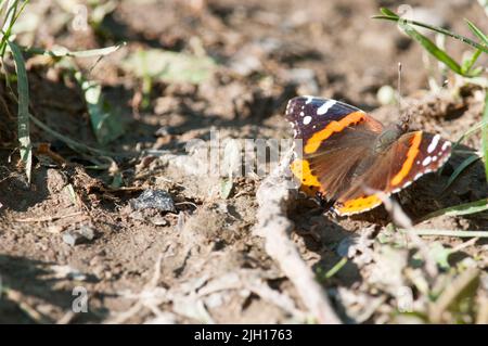 Roter Admiral-Schmetterling auf dem Boden während des Frühlings im Bundesstaat New York Stockfoto