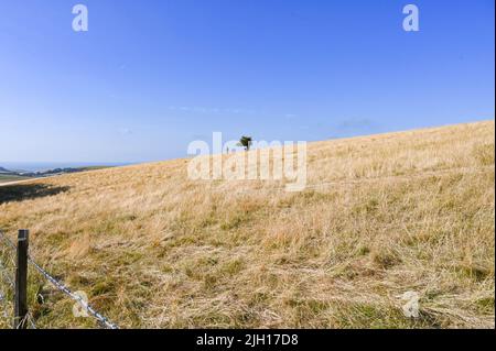 Brighton UK 14. July 2022 - Ein Wanderer fährt über ausgetrocknte Grasfelder und nach Woodingdean in der Nähe von Brighton, da das heiße Wetter in Großbritannien mit Unwetterwarnungen für Anfang nächster Woche anhält : Credit Simon Dack / Alamy Live News Stockfoto