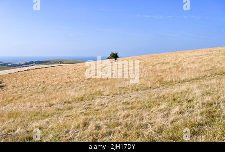 Brighton UK 14. July 2022 - Ein kleiner kleiner grüner Baum steht vor der ausgetrocknten Landschaft in Woodingdean in der Nähe von Brighton, da das heiße Wetter in Großbritannien anhält und für Anfang nächster Woche Unwetterwarnungen ausgegeben werden : Credit Simon Dack / Alamy Live News Stockfoto