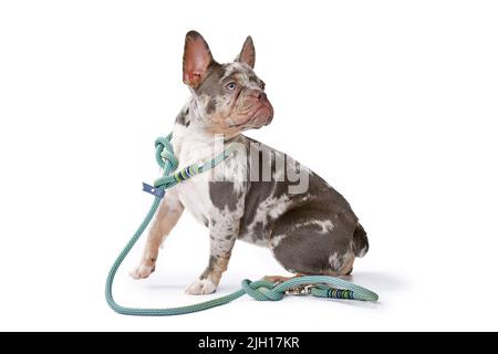 Merle French Bulldog Hund trägt Kragen mit Seil Retriever Leine auf weißem Hintergrund Stockfoto